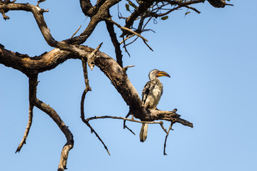 Uccello flying banana - Sudafrica - Kruger park