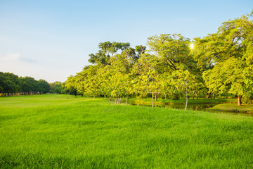 Natural scenery of green lawn with trees in park