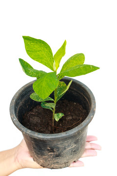Female holding tree in pot on isolated background