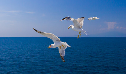 Feeding the seagulls from the ferry, Greece © askaternoy