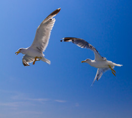 Feeding the seagulls from the ferry, Greece © askaternoy
