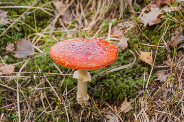 Morcote, Dorf, Luganersee, San Salvatore, Wanderweg, Waldweg, Fliegenpilz, Giftpilz, Naturweg, Kastanienwald, Herbst, Tessin, Schweiz