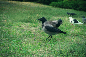 Pigeons and gray crows eating bread crumbs at city park