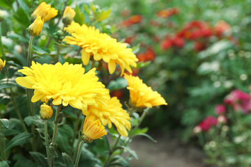 Beautiful chrysanthemum flowers, close-up, outdoors