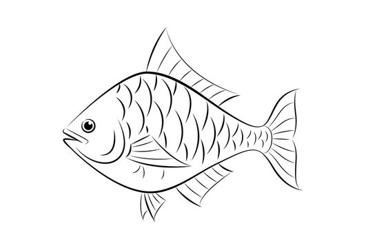 Drawing fish