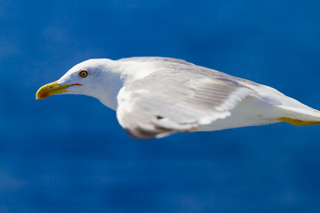 Feeding the seagulls from the ferry, Greece