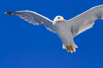 Feeding the seagulls from the ferry, Greece