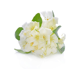  Andaman satinwood isolated on white background