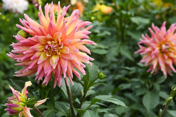 Beautiful chrysanthemum flowers, close-up, outdoors