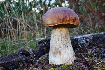 Beautiful boletus edulis