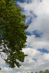 Green tree and leaves against blue sky and white clouds