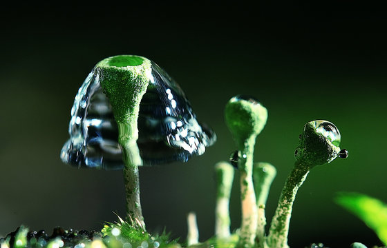 small mushrooms macro moss