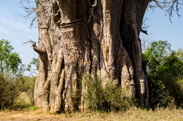 Deurstickers Baobab Baobab stam - Krugerpark - Zuid-Afrika