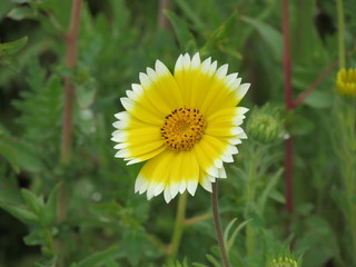 Singolo fiore