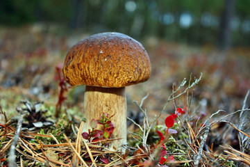 Boletus edulis