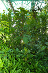 Tropical Plants in greenhouse at botanic garden