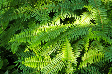 Fern leaves background