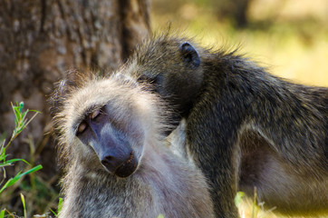 Babbuini maschio femmina - Sudafrica - Kruger park