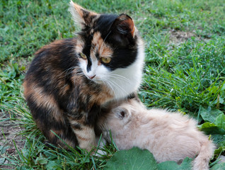 Naklejka na ściany i meble cat with kitten