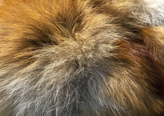 Fox fur texture.