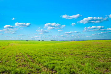 Fototapeta na wymiar Green Field