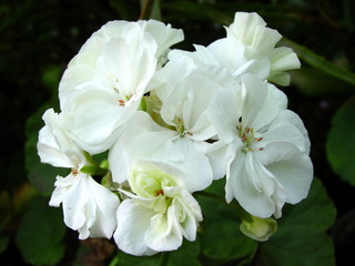 White flowers