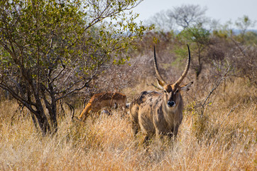 Antilope d'acqua - Kruger park - Sudafrica