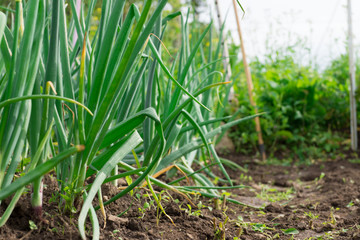 Close-up of the green garlic leaves.