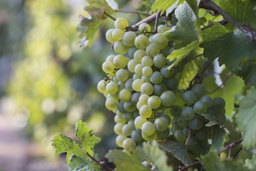 grapes