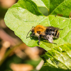 Fototapeta na wymiar Carder Bee On Leaf