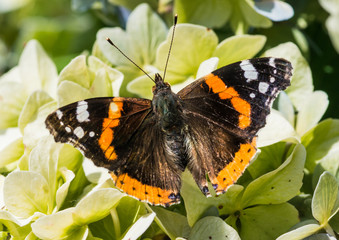 Winged Admiral
