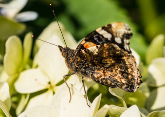 Admiral's Underside