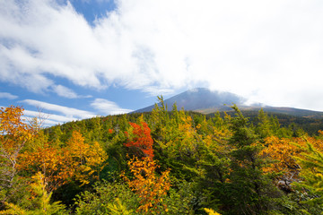 Fototapeta premium 紅葉と富士山近景