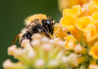 Bee Eye