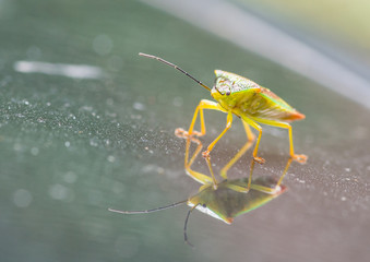 Shield Bug Reflection