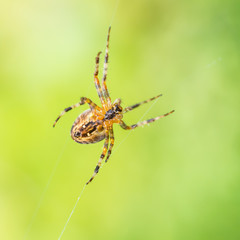 Arachnid Underside