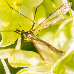 Crane Fly