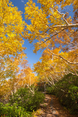 ダケカンバの紅葉