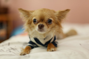 Pretty cheerful mongrel dog outside