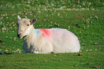 Obraz premium Sheep