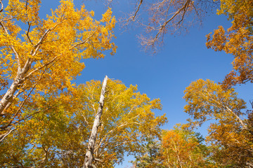 ダケカンバの紅葉