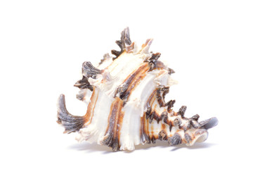 Sea shell isolated on white