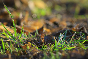 background seasons leaves and grass