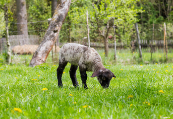 Small lamb grazing on its own in the garden © vaclavkrizek