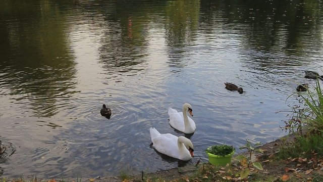 Swans and ducks on the pond.