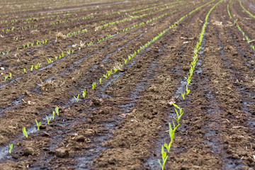 Field with sprouting corn. Heavily used for production of  biogas as alternative source of energy...