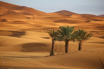 Sahara sand dunes