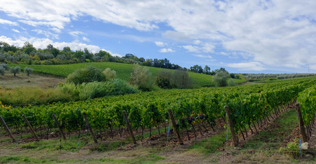 Fototapeta premium Vineyard in Tuscany, Italy