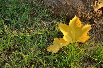 Two fallen leaves