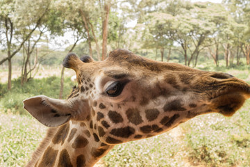 Portrait of a Giraffe